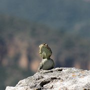 IMG 1619